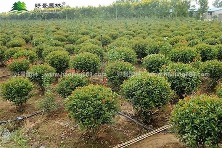 红叶石楠球t该怎样种植成活率高？