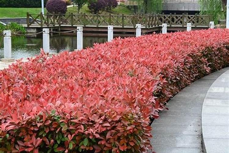 红叶石楠的快速育苗方法