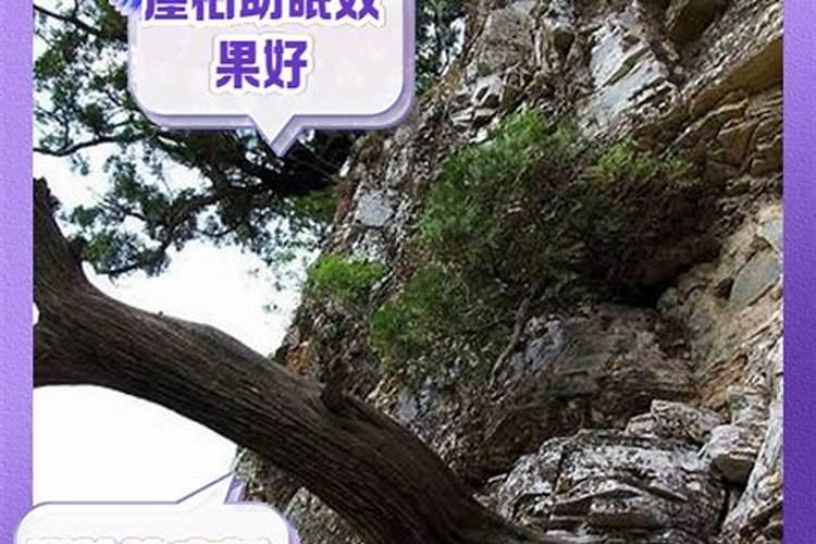 哪种叶面用的钙肥吸收好