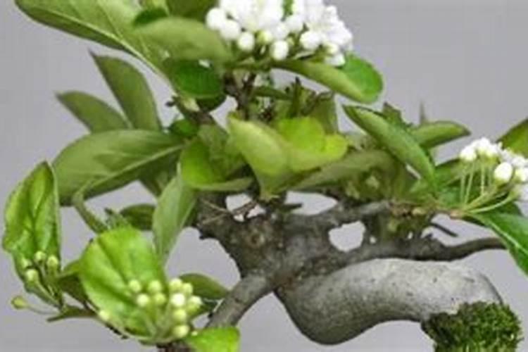 芸苔素内酯玉米可喷几次 几叶时可以使用