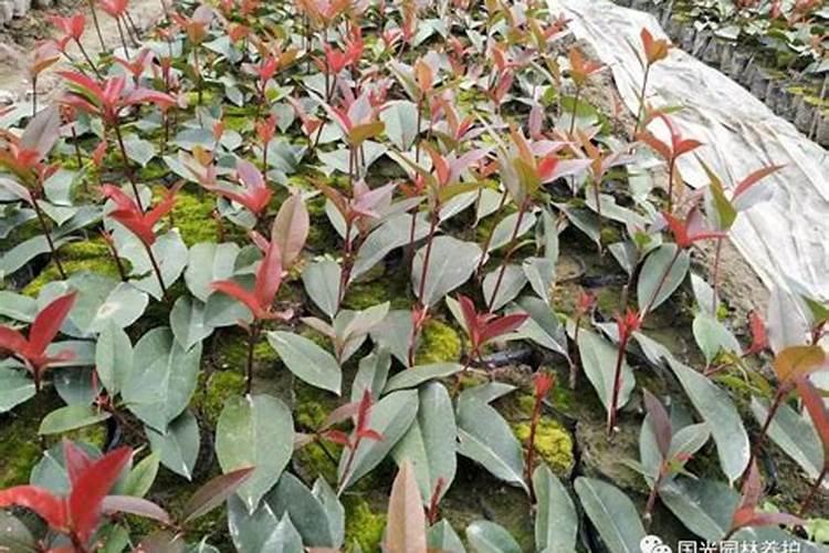 红叶石楠怎么种植