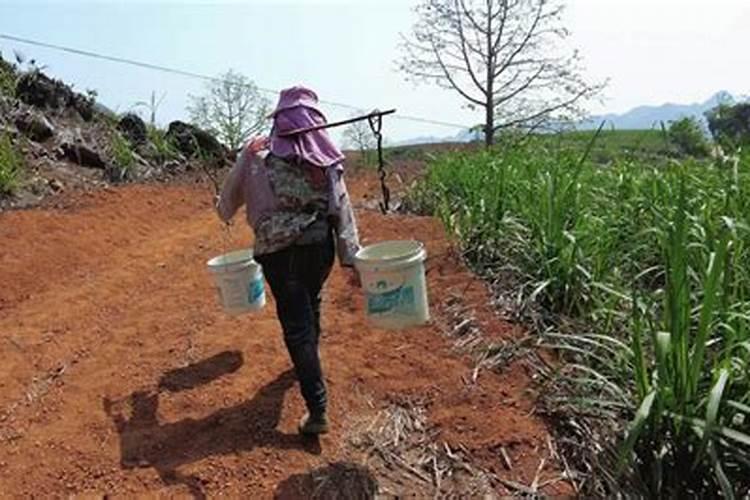 干旱天施肥方法及时间 干旱天施肥方法和时间