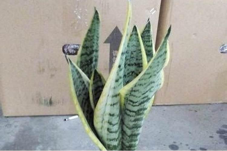 有哪些自制肥可以给虎皮兰使用？