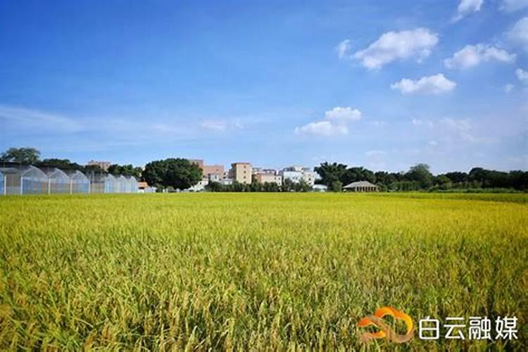 一亩玉米地该施多少肥料？
