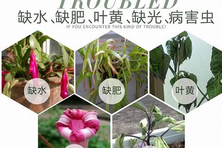 不同花卉用什么肥料