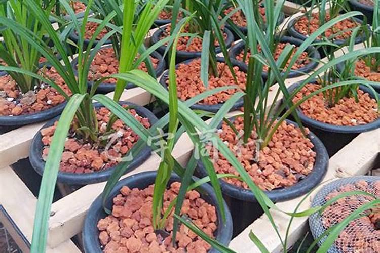 种花草要下什么肥料