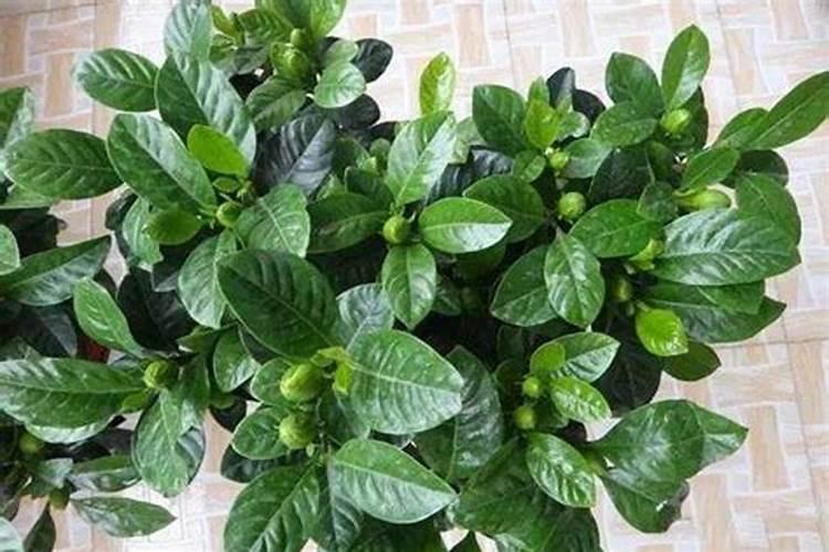 栀子花施肥方法,用什么肥好