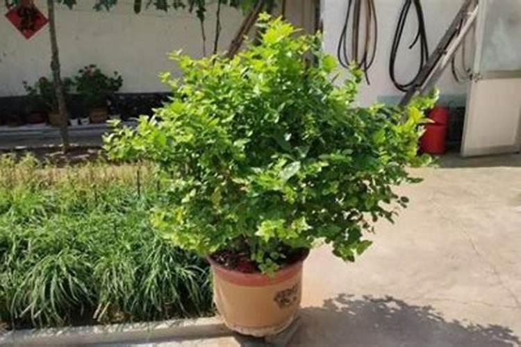 盆栽茉莉花怎么施肥