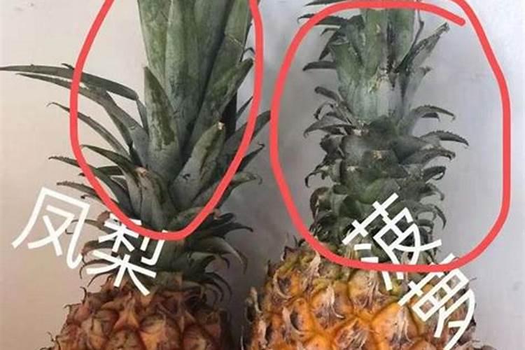 凤梨花施肥方法及注意事项 春季鸿运当头怎么施肥
