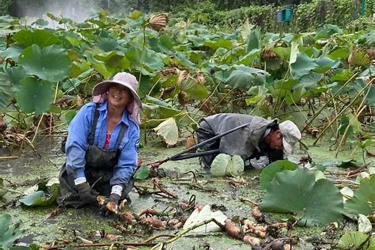 生产高产优质莲藕用什么肥料好