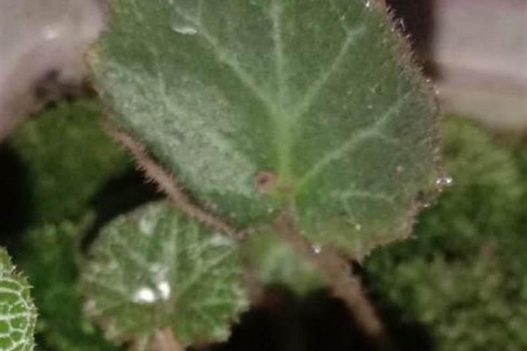 绣球花用什么肥料