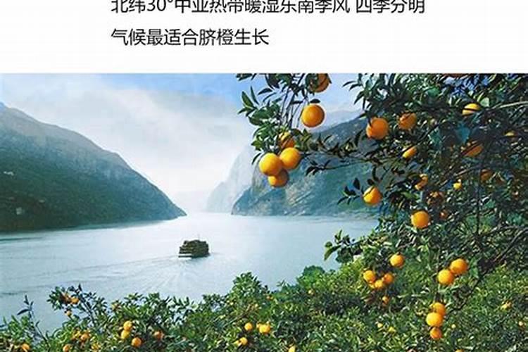脐橙冻伤后怎么处理