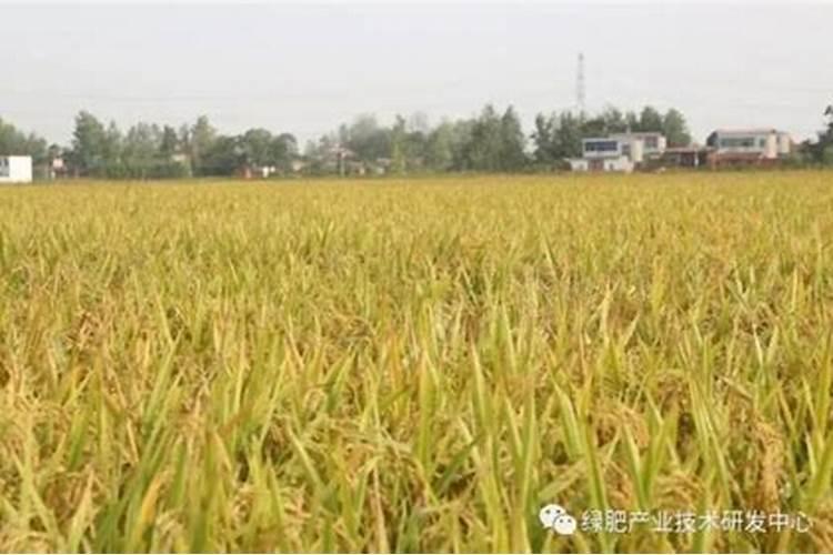 种植小麦提前几天撒上肥料在耕地可以吗？