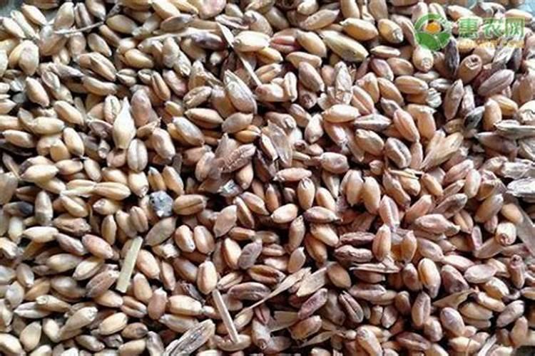 种植麦子怎么施肥