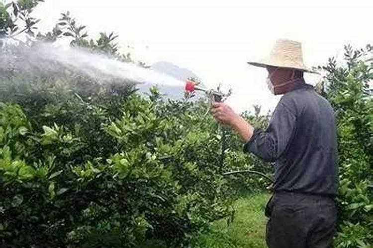 柿子树叶面肥几月施