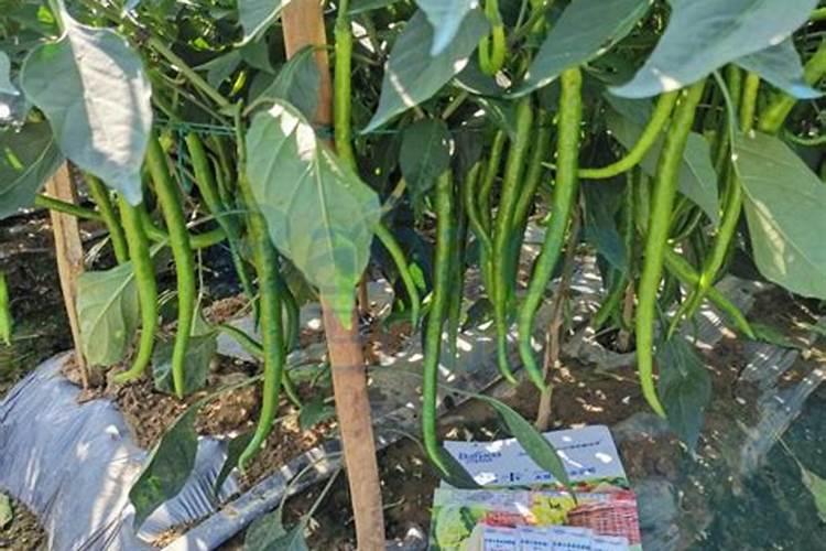 兰草花的种植需要什么肥料种植兰草花用哪些肥料好