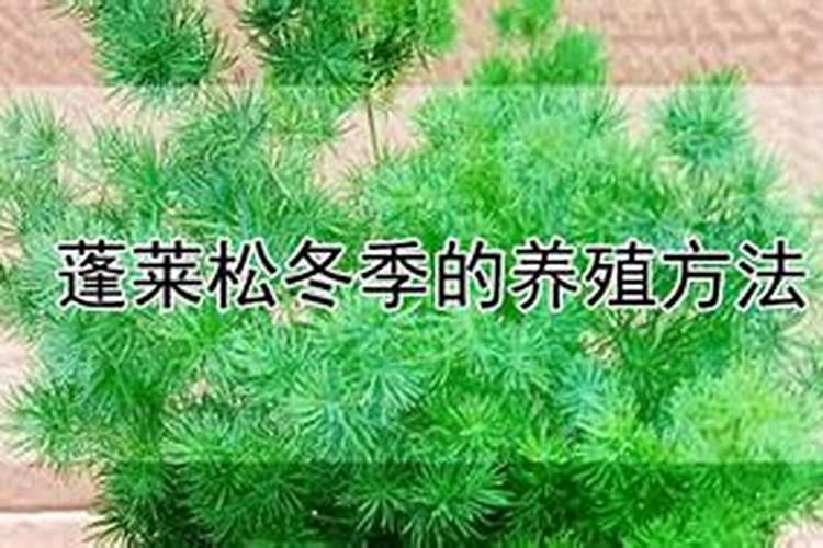 蓬莱松如何施肥