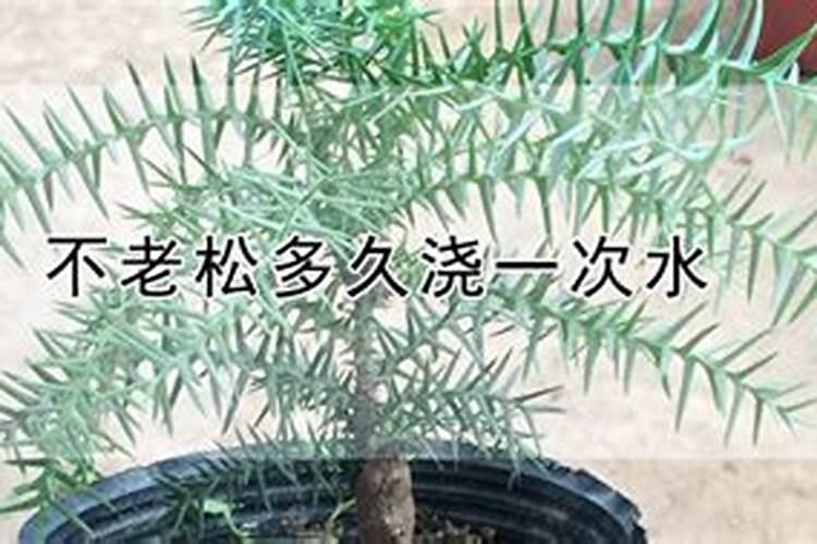 蓬莱松的养殖方法和注意事项有哪些