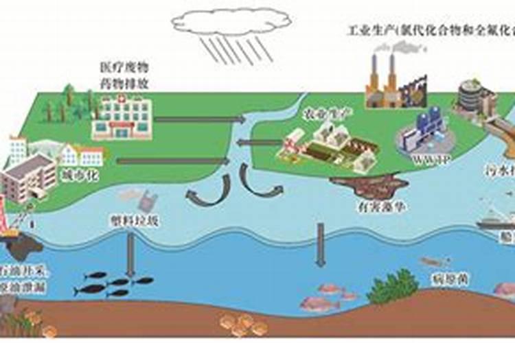 怎么养水蕨