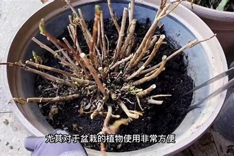 绣球花施肥时间和方法