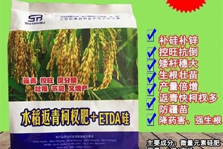 硅肥在水稻的作用及使用方法