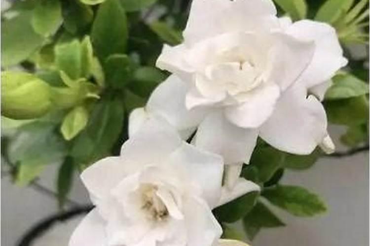 天气干旱玉米还需要喷施控旺肥吗？