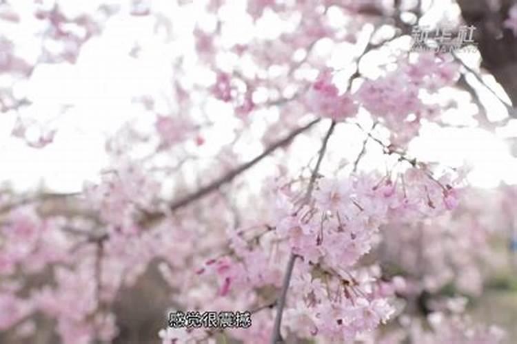 樱花怎么施肥