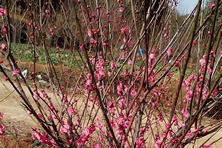 红梅杏树苗施什么肥好？什么季节施肥