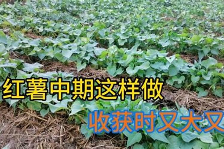 能让红薯高产的施肥方法
