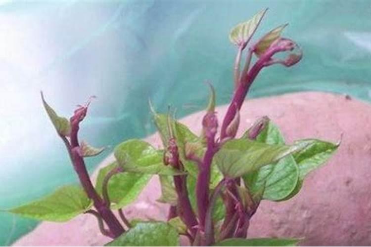 红薯的高产栽培种植技巧 红薯怎么施肥
