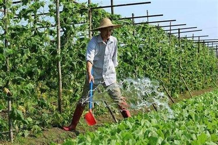 黄花菜根腐病如何防治？