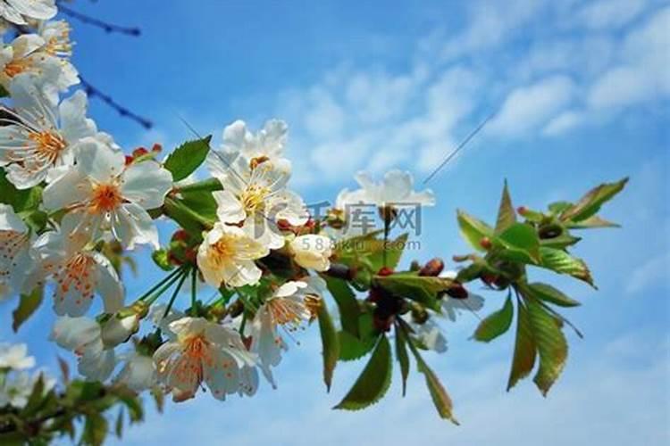 院子的李子树刚开花,应该怎么管理才能挂果更多？