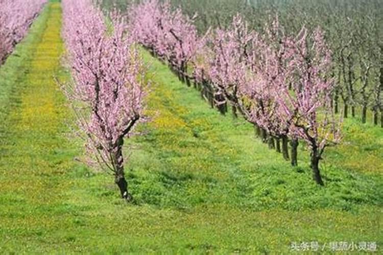 怎么给花施复合肥
