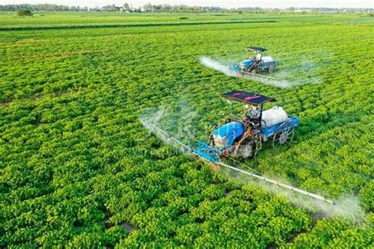 花生叶面追肥什么时候合适？追肥用量多少合适