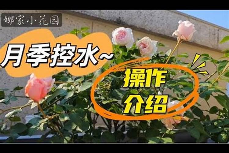 月季花冬季如何施肥效果最好,可以用水溶肥吗？