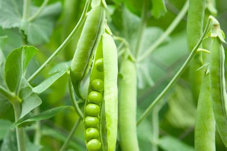 种豌豆用什么肥料最好