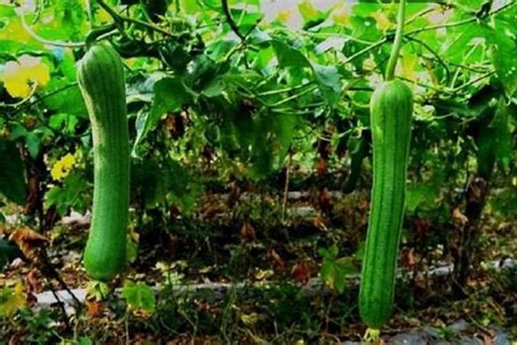 樱桃膨果期使用什么肥