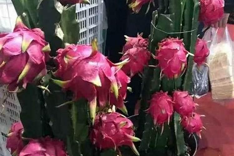火龙果枝条粉碎可以做肥料吗？