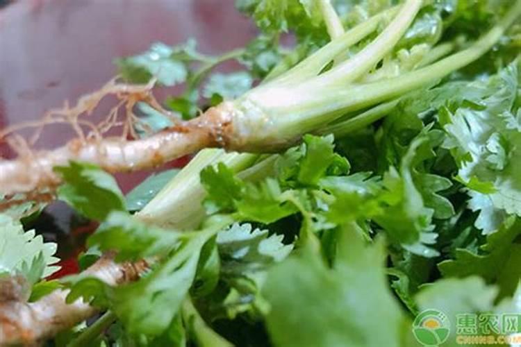 种香菜用什么肥料