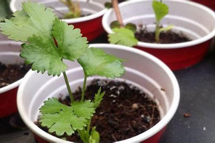 香菜的田间管理很重要,香菜种植如何做好田间管理？