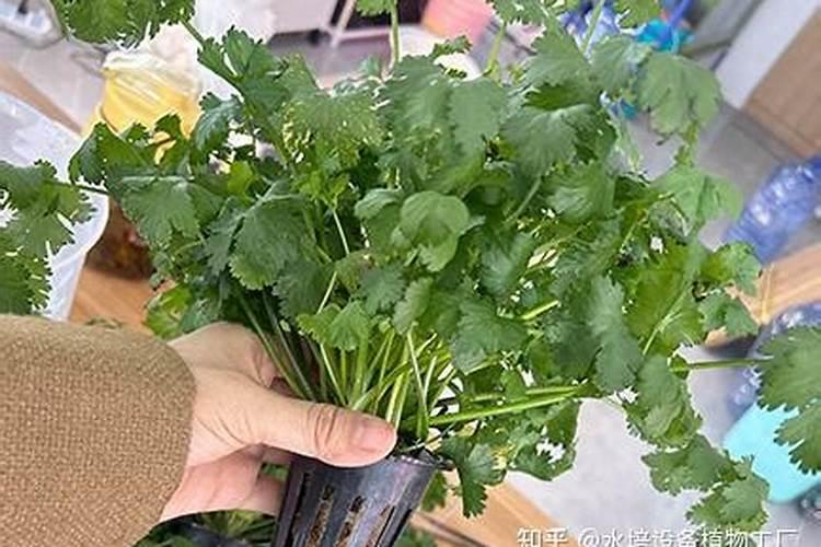 香菜可以用磷酸二氢钾吗