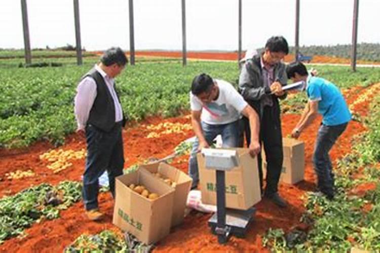 家里土灶烧柴剩下的火灰可以当肥料吗