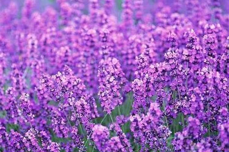 请问氮肥、磷肥、钾肥对盆栽花卉植物各起什么作用