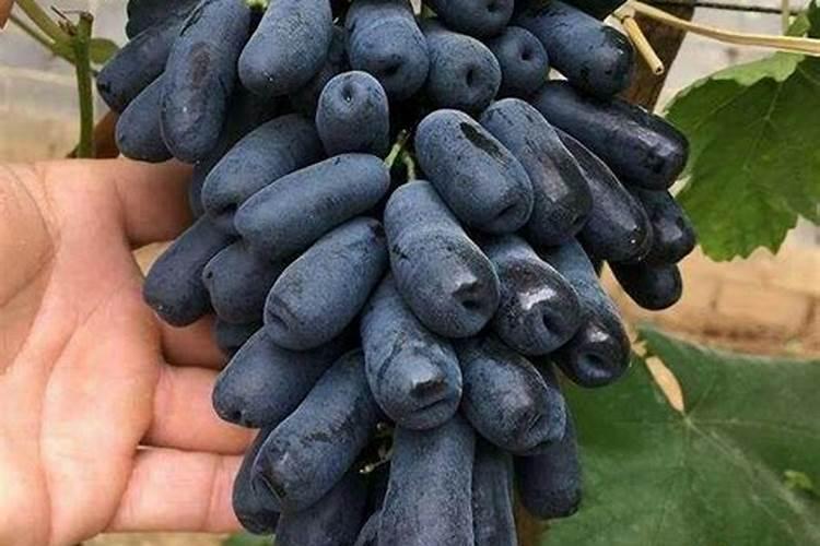 葡萄用什么肥料好