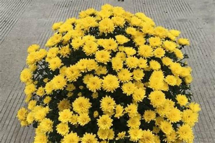 火龙果施什么肥才能开花结果