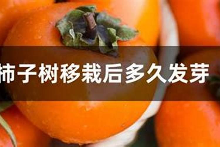 新栽柿子树什么时候施肥