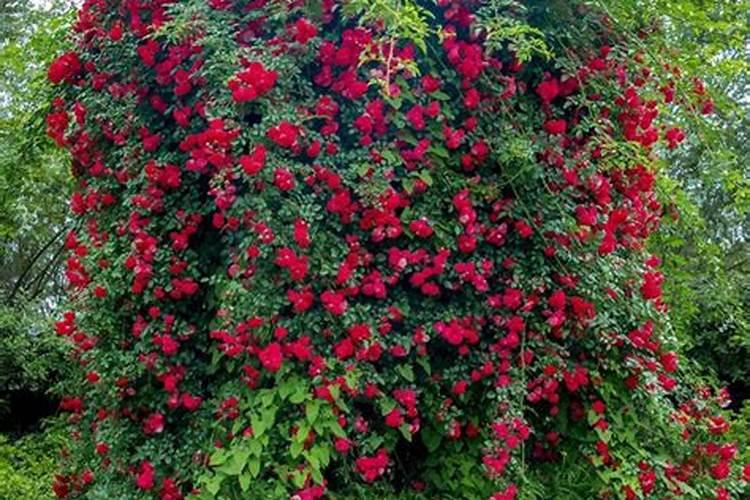 木香花为什么不能种