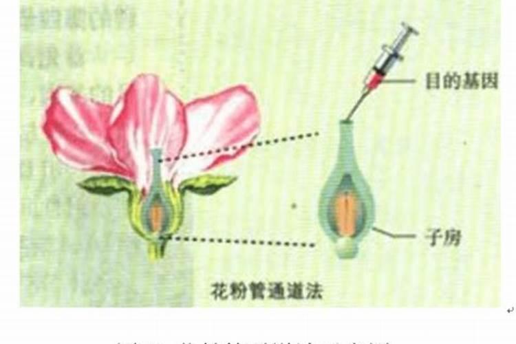 玉米种子龙博士717是不是纯转基因应卖多少钱一袋？