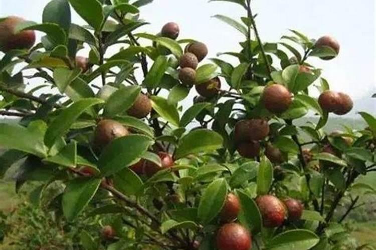 油茶树施什么肥比较好(种植油茶树施什么肥料长得快)