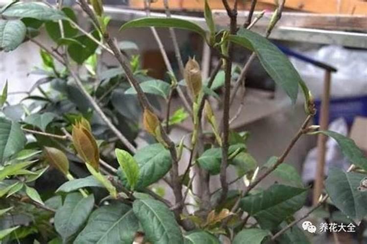 尿素可以叶面喷施吗？